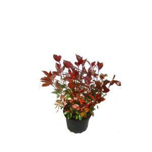 Planta decorativa hojas rojas naturales de madera tropical artificial de pvc para exterior | Mobiliario hostelería | pérgolas para restaurantes | Sombrillas para bares| Plantas para Hostelería