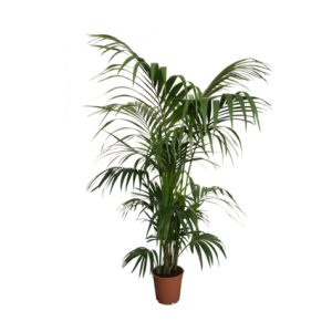 Planta decorativa kentia artificial de pvc para exterior | Mobiliario hostelería | pérgolas para restaurantes | Sombrillas para bares| Plantas para Hostelería