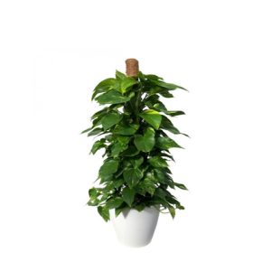 Planta decorativa pothos natural de madera tropical exterior | mobiliario para restaurante | Sillas de madera | Taburetes apilables | Sillones de rattan