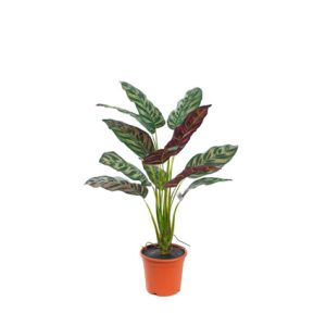 Planta decorativa peacock artificial de pvc para exterior | mobiliario para restaurante | Sillas de madera | Taburetes apilables | Sillones de rattan